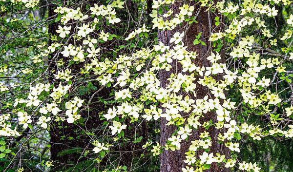 Gulin, Sylvia 아티스트의 USA-Washington State-Pacific Northwest Sammamish White Dogwood blooming early spring작품입니다.